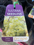 GRAPE SULTANA SEEDLESS BARE ROOT