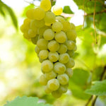 GRAPE SULTANA SEEDLESS BARE ROOT