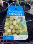 GRAPE THOMPSON SEEDLESS BARE ROOT