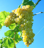 GRAPE THOMPSON SEEDLESS BARE ROOT