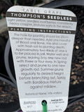GRAPE THOMPSON SEEDLESS BARE ROOT