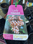GRAPE LADY FINGER BARE ROOT