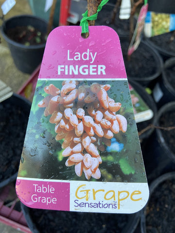 GRAPE LADY FINGER BARE ROOT