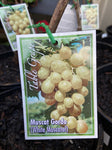 GRAPE MUSCAT GORDO BARE ROOT