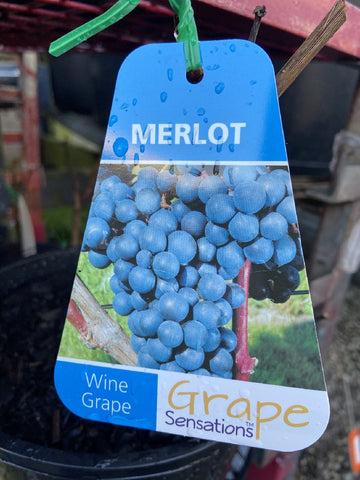 GRAPE MERLOT BARE ROOT
