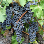 GRAPE MERLOT BARE ROOT
