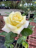 ROSE CLIMBING PEACE BARE ROOT 