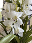 CYMBIDIUM SLIM POT WHITE/CREAM 60X60X86CM