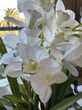 CYMBIDIUM ARTIFICIAL SLIM POT WHITE/CREAM 60X60X86CM