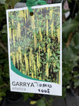 GARRYA ELLIPTICA JAMES ROOF 18CM