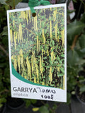 GARRYA ELLIPTICA JAMES ROOF 18CM