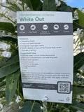 HARDENBERGIA WHITE OUT 30CM