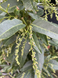 HARDENBERGIA WHITE OUT 30CM
