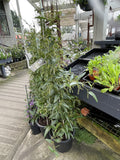 HARDENBERGIA WHITE OUT 30CM