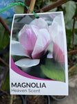 MAGNOLIA HEAVEN SCENT 30CM