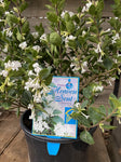 OSMANTHUS HEAVEN SENT 30CM 