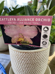CATTLEYA ORCHID ASSORTED 10cm
