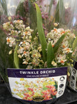 ONCIDIUM TWINKLE ORCHID ASSORTED