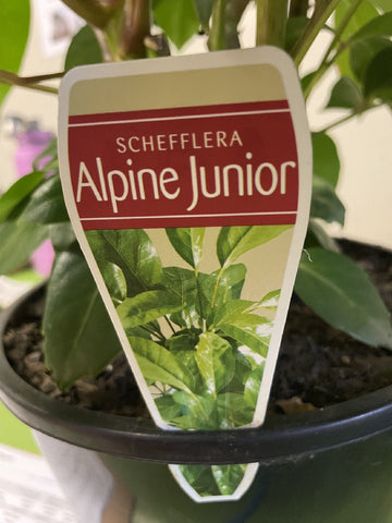 SCHEFFLERA ALPINE 20CM