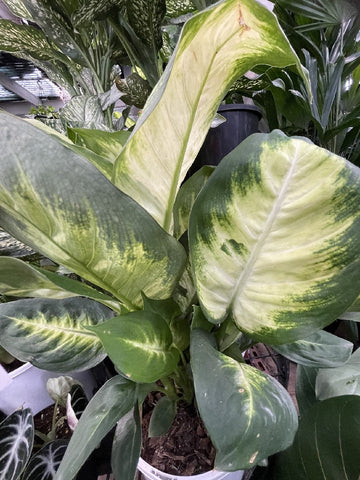 dieffenbachia australia DIEFFENBACHIA TROPIC MARIANNE 18CM – Poyntons Nursery