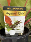 PHILODENDRON IMPERIAL GOLD 20CM