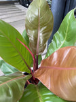 PHILODENDRON IMPERIAL GOLD 20CM