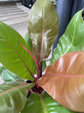 PHILODENDRON IMPERIAL GOLD 20CM