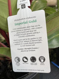 PHILODENDRON IMPERIAL GOLD 20CM