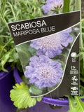 SCABIOSA MARIPOSA BLUE 20CM