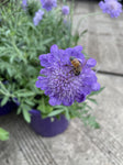 SCABIOSA MARIPOSA BLUE 20CM