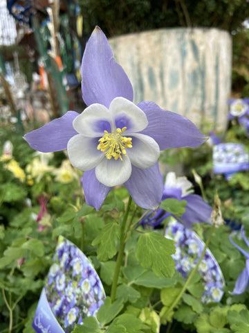 AQUILEGIA BLUE WHITE 14CM