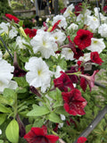PETUNIA TANGLES MIX HANGING BASKET 27CM