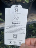 LAVANDULA LA DIVA IMPERIAL 14CM