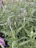 LAVANDULA LA DIVA IMPERIAL 14CM