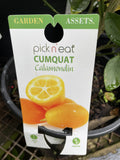 CUMQUAT CALAMONDIN 20CM GRAFTED 