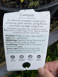 CUMQUAT CALAMONDIN 20CM GRAFTED 