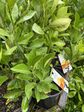 CUMQUAT CALAMONDIN 20CM GRAFTED 