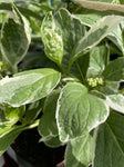 HYDRANGEA VARIEGATA 20CM