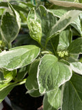 HYDRANGEA VARIEGATA 20CM