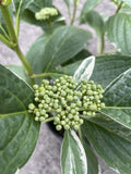 HYDRANGEA VARIEGATA 20CM