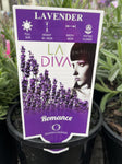 LAVANDULA LA DIVA ROMANCE 14CM