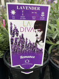 LAVANDULA LA DIVA ROMANCE 14CM