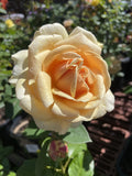 ROSE BRUCE'S DREAM 20CM