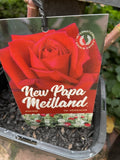 ROSE NEW PAPA MEILLAND 20CM