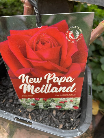 ROSA NEW PAPA MEILAND 20CM