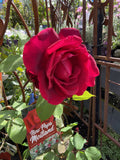 ROSE NEW PAPA MEILLAND 20CM