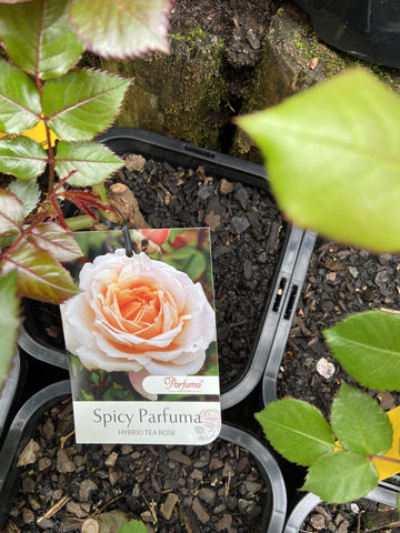 ROSA SPICY PARFUMA 20CM