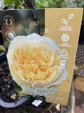 ROSA CLIMBING GOLD PIERRE DE RONSARD 20CM