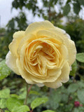 ROSA CLIMBING GOLD PIERRE DE RONSARD 20CM