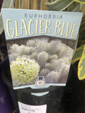 EUPHORBIA CHARACIAS GLACIER BLUE 14CM